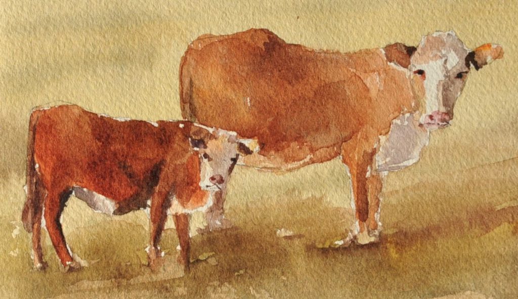 Two cows in a pasture