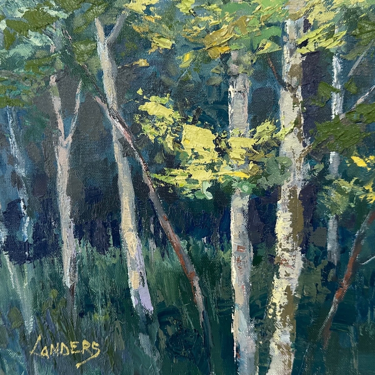 Springtime Aspen Trees