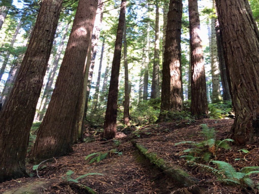 Redwood_Forest_Floor_Arcata_California