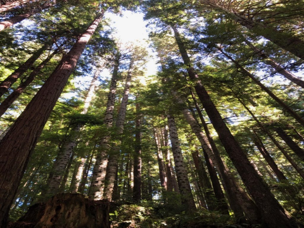 Redwoods lit from above