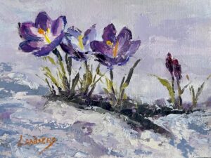 Winter Crocus